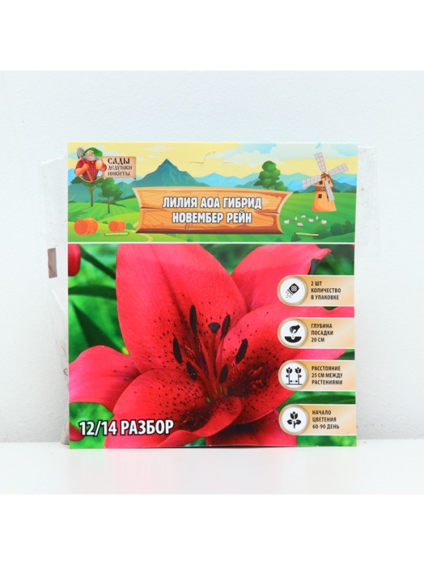 Лилия АОА гибрид November Rain, луковица в пакете с перфорацией, р-р 12/14, 2 шт.