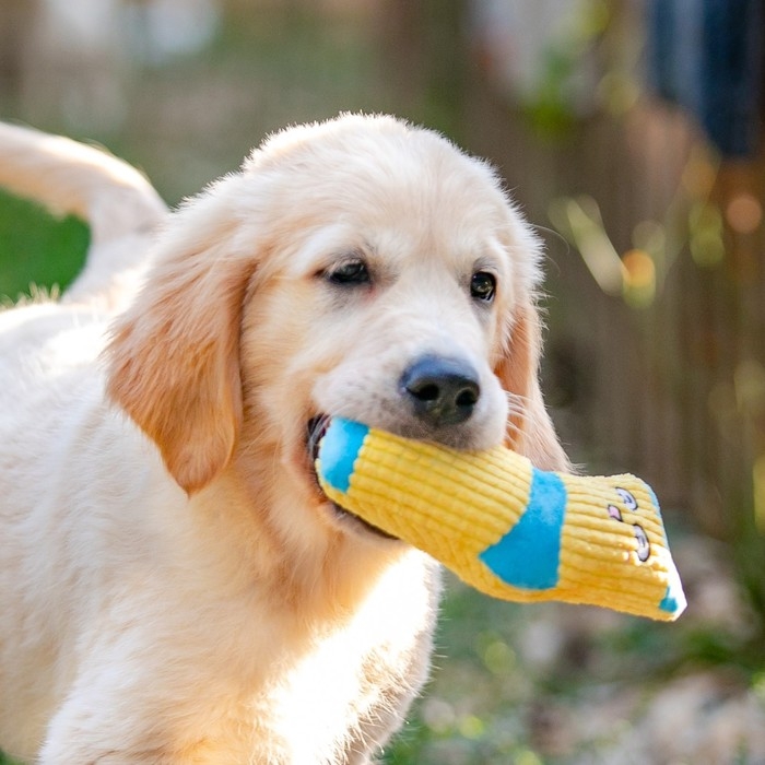 Игрушка мягкая с пищалкой Носок жёлтый, 16 см Игрушка мягкая с пищалкой Носок жёлтый, 16 см