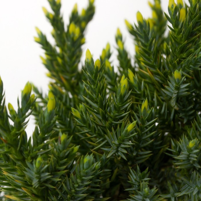 Можжевельник чешуйчатый Можжевельник чешуйчатый "Холгер", Р9, 1шт, h 3-20 см, Осень 2024