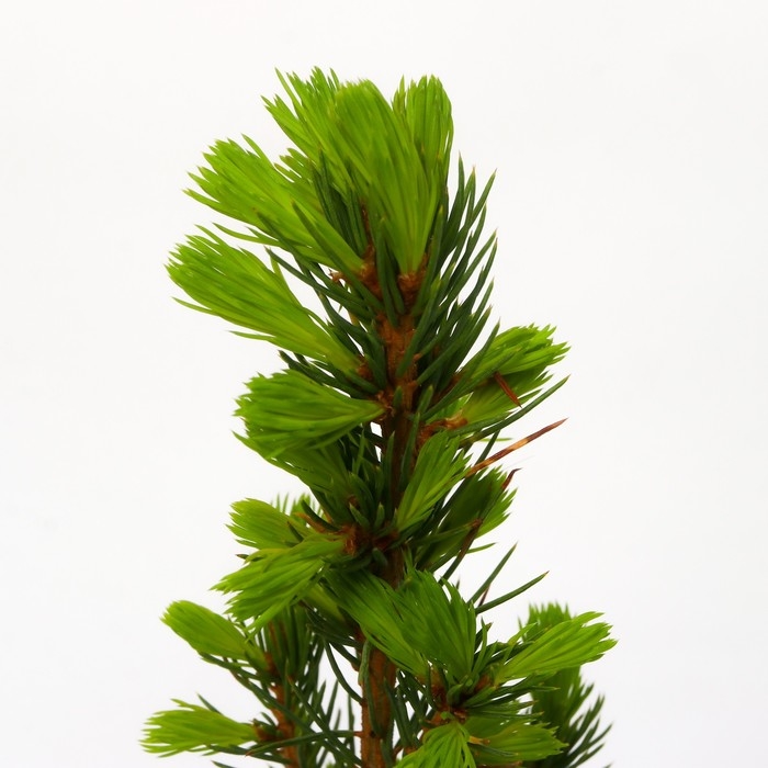 Ель канадская Ель канадская "Коника Децембр", Р9, 1шт, h 3-20 см, Осень 2024