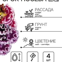 Семена цветов Виола Виттрока &laquo;Махровое кружево&raquo;, триколор, F1, 4 шт., двулетник, &laquo;Гавриш&raquo;