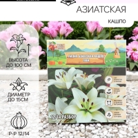 Лилия Азиатская Кашпо Gwen, луковица в пакете с перфорацией, р-р 12/14, 2 шт.