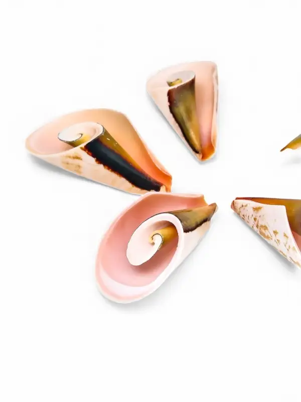 Набор ракушек декоративных, длина 4 см, 5 шт.