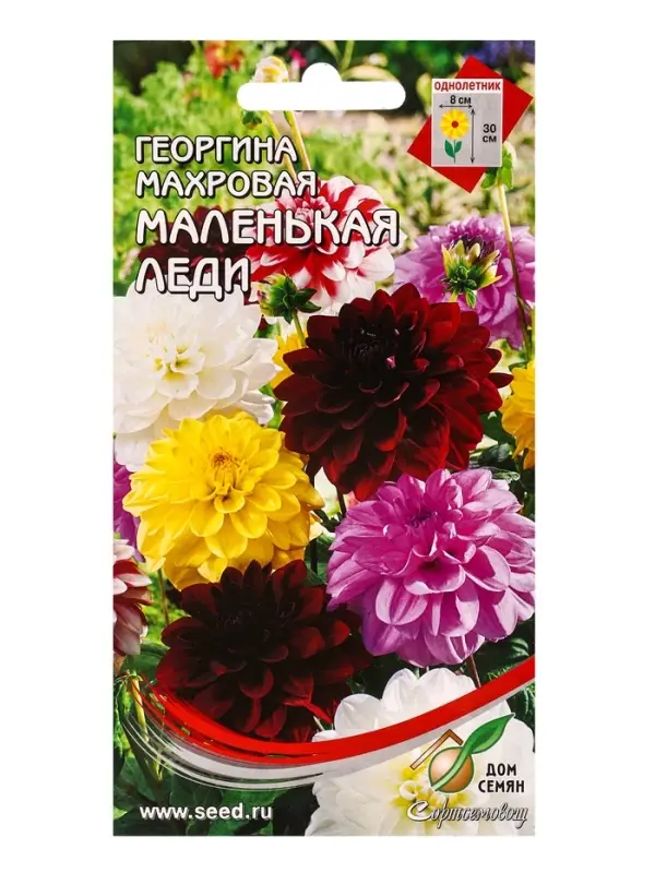 Набор семян Георгина махровая &laquo;Маленькая Леди&raquo;, 10 семян