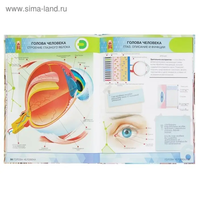 Энциклопедия 4D в дополненной реальности «Анатомия» Энциклопедия 4D в дополненной реальности «Анатомия»