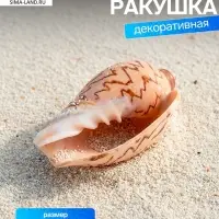 Ракушка декоративная, 6-7 см