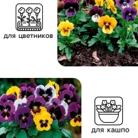Семена цветов Виола "Шведские гиганты", 0,1 г