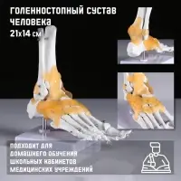 Анатомическая модель &laquo;Макет голеностопного сустава&raquo;, 21&times;20 см