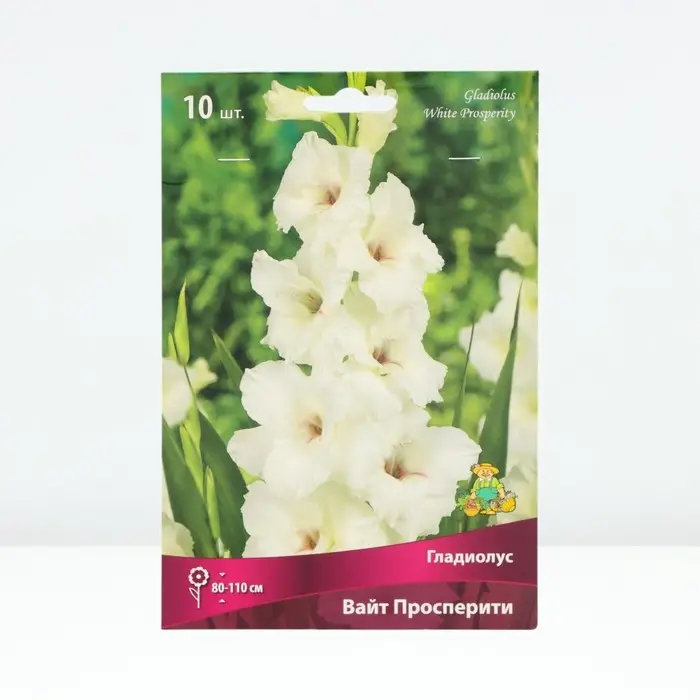 Гладиолус крупноцветковый &laquo;Вайт Просперити&raquo;, луковица цветов в пакете с перфорацией, р-р 10/12, 10 шт.