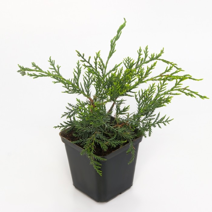 Можжевельник виргинский Можжевельник виргинский "Грей Оул", Р9, 1шт, h 3-20 см, Осень 2024