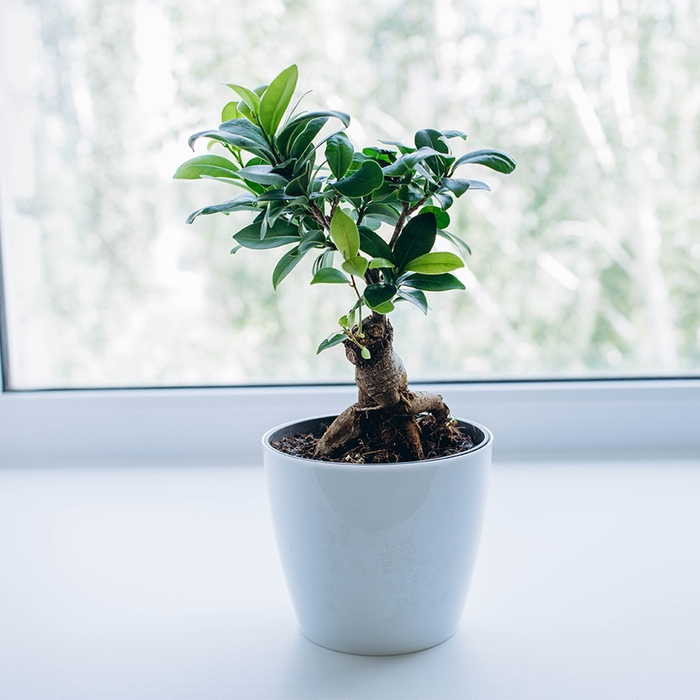 Горшок для цветов, d = 12,5 см, 1 л, пластик, белый Горшок для цветов, d = 12,5 см, 1 л, пластик, белый