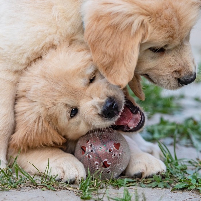 Игрушка для собак Игрушка для собак "Мяч баскетбол-лапки 2 в 1", TPR+винил, 7,5 см, прозрачная/оранжевая