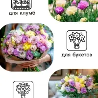 Семена цветов Эустома &laquo;Супер Мэджик&raquo;, F1, смесь, 8 шт., DARIT, &laquo;Агроуспех&raquo;