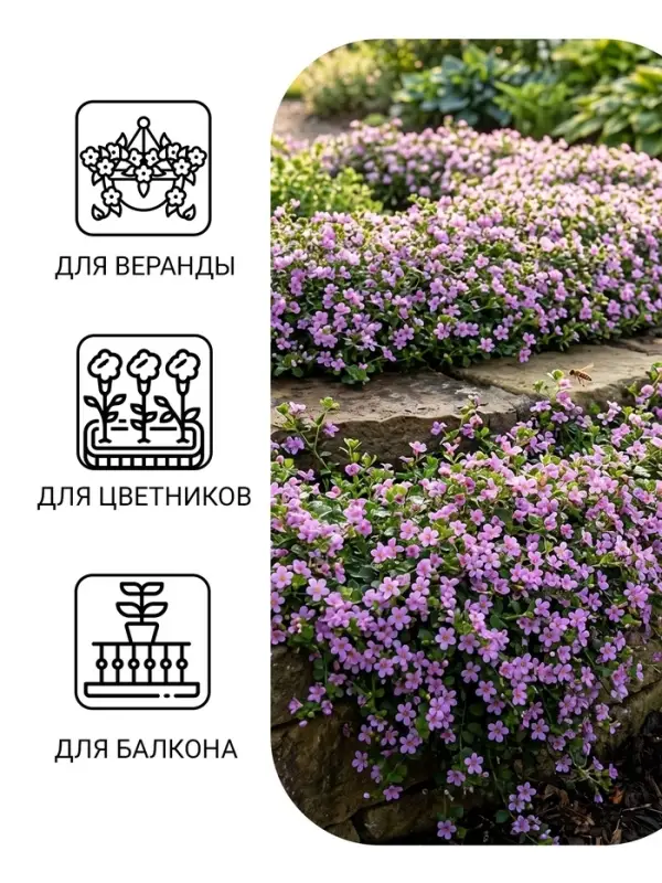 Семена Цветов Бакопа &laquo;Блутопия&raquo;, однолетник, 3 шт., &laquo;АЭЛИТА&raquo;