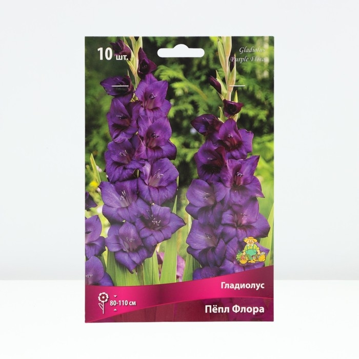 Гладиолус крупноцветковый «Пёпл Флора», луковица цветов в пакете с перфорацией, р-р 10/12, 10 шт.