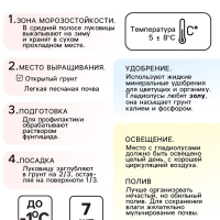 Гладиолус Низкорослый «Импрессив», луковица цветов в пакете с перфорацией, р-р 10+, 7 шт.