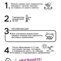 Семена цветов Нивяник "Аляска", крупноцветковый, Мн, 0,2 г