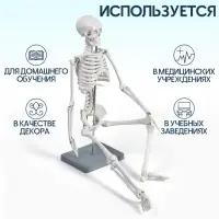 Анатомическая модель &laquo;Макет скелета взрослого человека&raquo;, 85 см