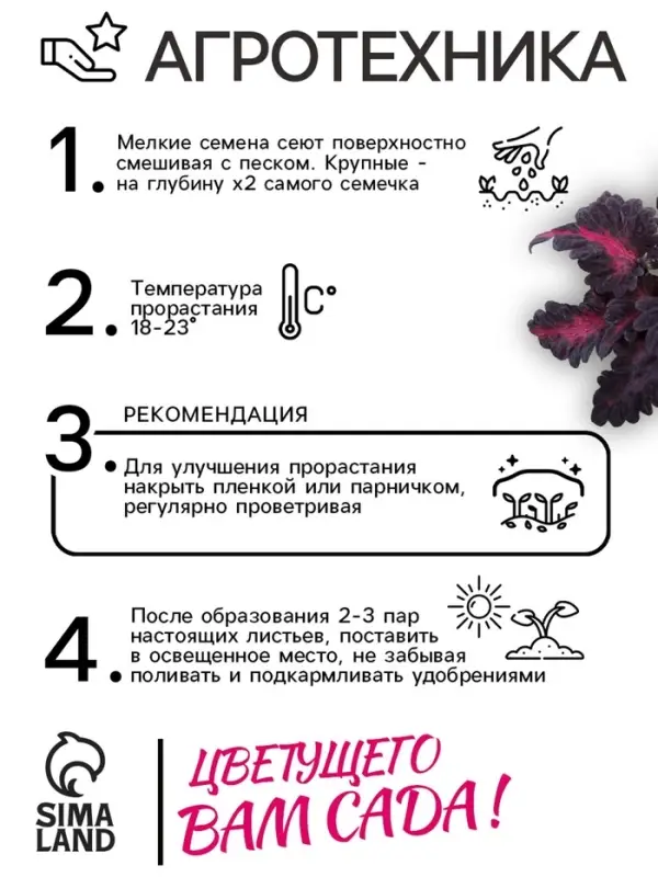 Семена цветов Колеус &laquo;Чёрный дракон&raquo; F1, 10 шт., однолетник, &laquo;Престиж семена&raquo;