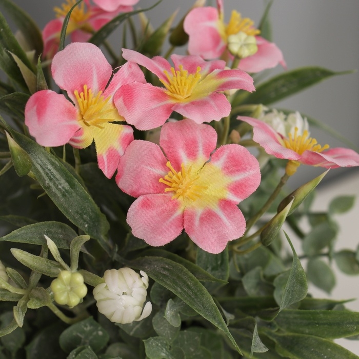 Бонсай в горшке Бонсай в горшке "Примула экстра премиум" 21х9 см, микс