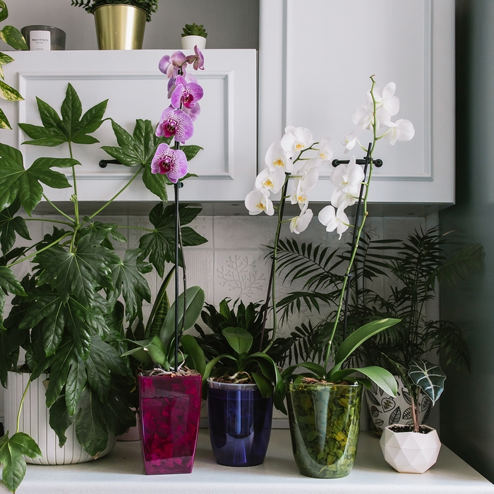 Горшок для орхидей, 2 л, 14,8 &times; 16,2 см круглый, пластик, прозрачно-фиолетовый