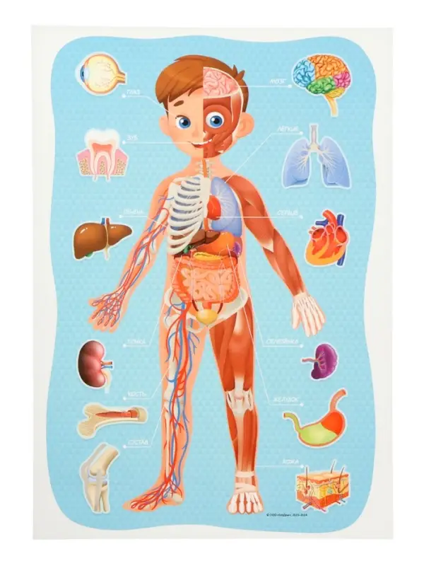 Большой подарок выпускнику детского сада. 7в1.