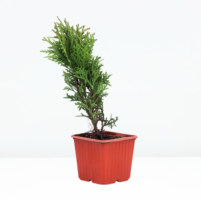 Туя западная Туя западная "Даника", Р9, 1шт, h 3-20 см, Весна 2025