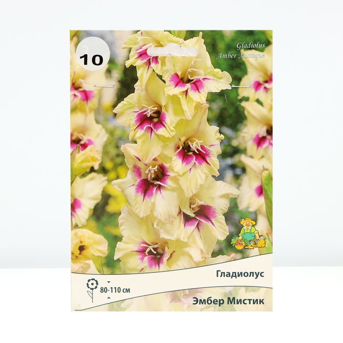 Гладиолус крупноцветковый «Эмбер Мистик», луковица цветов в пакете с перфорацией, р-р 10/12, 10 шт.