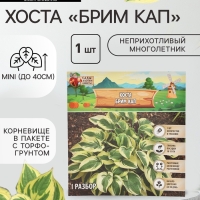 Хоста «Брим Кап», корневище в пакете с торфогрунтом, р-р I, 1 шт.