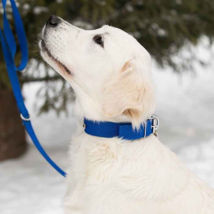Ошейник клепаный, 48,5 х 3 см, ОШ 31-40 см, полиэстер, синий Ошейник клепаный, 48,5 х 3 см, ОШ 31-40 см, полиэстер, синий