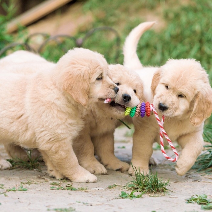 Игрушка жевательная Игрушка жевательная "Шестерёнка на канате", 32 см, диаметр колец 5 см, микс цветов