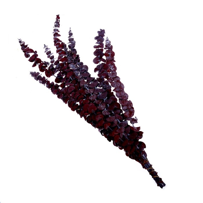 Сухоцвет «Эвкалиптовое дерево», красный, 10 шт. в упаковке Сухоцвет «Эвкалиптовое дерево», красный, 10 шт. в упаковке