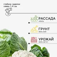 Семена Капуста цветная, &laquo;Абени&raquo;, F1, 10 шт., Seminis, &laquo;Агрос&raquo;