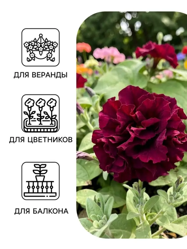 Семена цветов Петуния махровая &laquo;Дабл каскад блю&raquo; 10 шт.