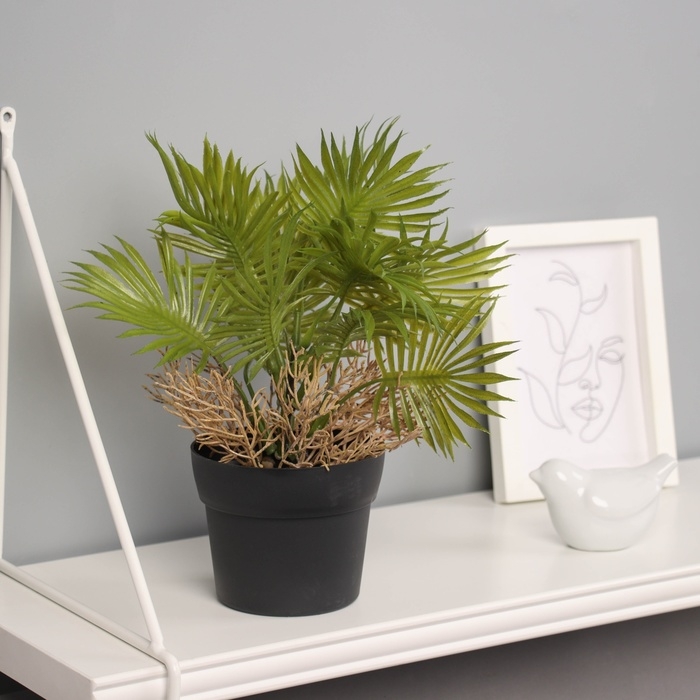 Бонсай в горшке Бонсай в горшке "Ливистона премиум" 22х10,5 см, микс