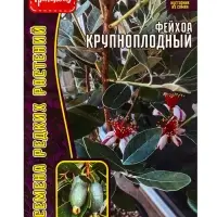 Семена Фейхоа &laquo;Крупноплодный&raquo;, 7 шт., &laquo;Григорьев&raquo;