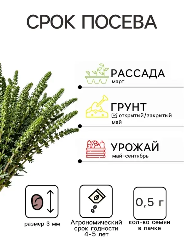 Семена Тимьян овощной &laquo;Медок&raquo;, пряность, 0.2 г, &laquo;АЭЛИТА&raquo;