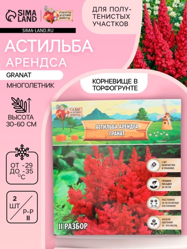 Астильба Арендса Granatмноголетник, корневище в торфогрунте, р-р II, 2 шт.