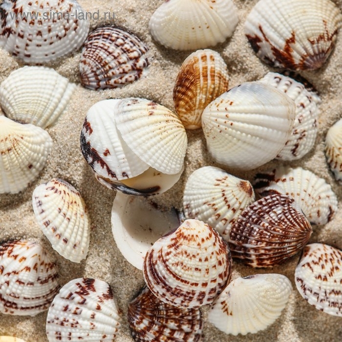 Набор ракушек, 2,5 - 4 см, 100 г Набор ракушек, 2,5 - 4 см, 100 г