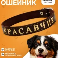Ошейник &laquo;Красавчик&raquo;, 60&times;2.5 см, однослойный, тиснение фольгой, кожа, цвет МИКС