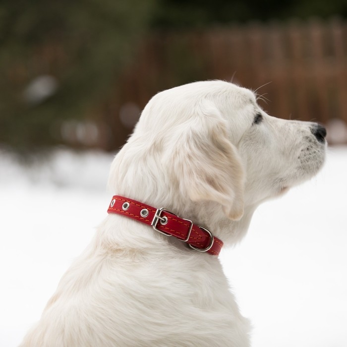 Ошейник кожаный однослойный безразмерный, 45 х 2 см, ОШ 18-39 см, красный Ошейник кожаный однослойный безразмерный, 45 х 2 см, ОШ 18-39 см, красный