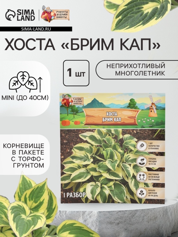 Хоста «Брим Кап», корневище в пакете с торфогрунтом, р-р I, 1 шт.