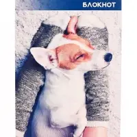 Набор блокнотов А6 40л кл на скобе Котята и щенята, мел карт, 4В 20шт