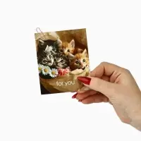 Набор мини-открыток в коробке со скрепками «Котики», 35 штук, 8 x 10 см Набор мини-открыток в коробке со скрепками «Котики», 35 штук, 8 x 10 см