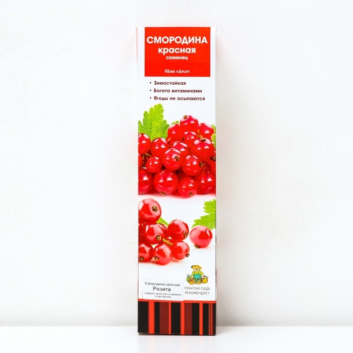 Смородина красная традиционные сорта Смородина красная традиционные сорта "Розита" 1 шт, туба, Весна 2024