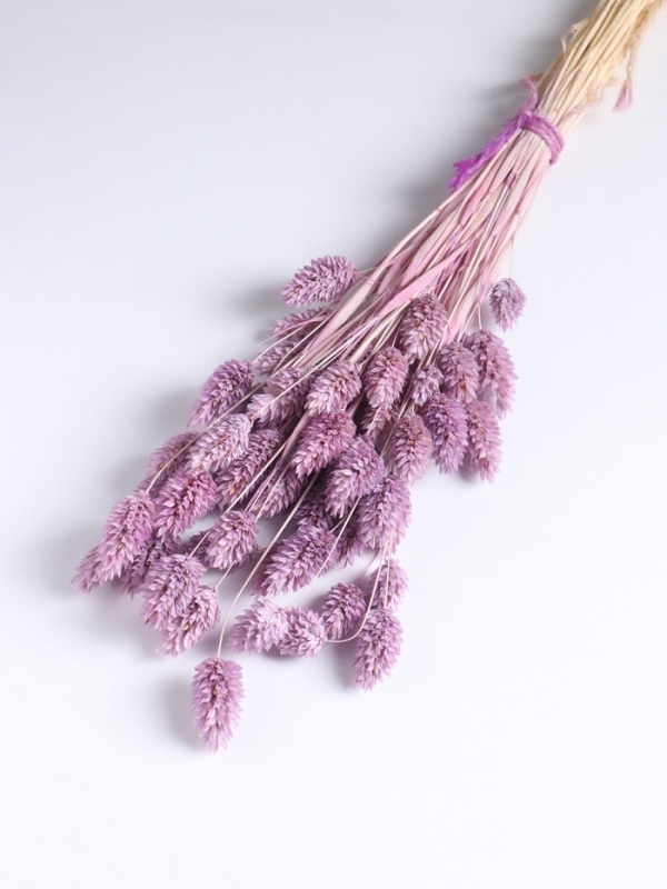 Набор сухоцветов "Фаларис", банч длина 55 (+/- 6 см), сиреневый