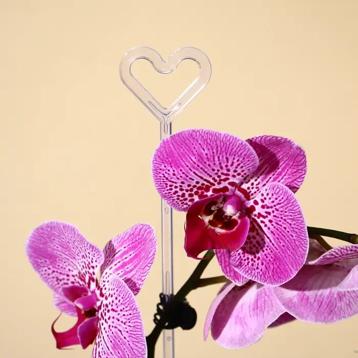 Опора для орхидей, h = 44 см, пластик, прозрачная, МИКС Опора для орхидей, h = 44 см, пластик, прозрачная, МИКС