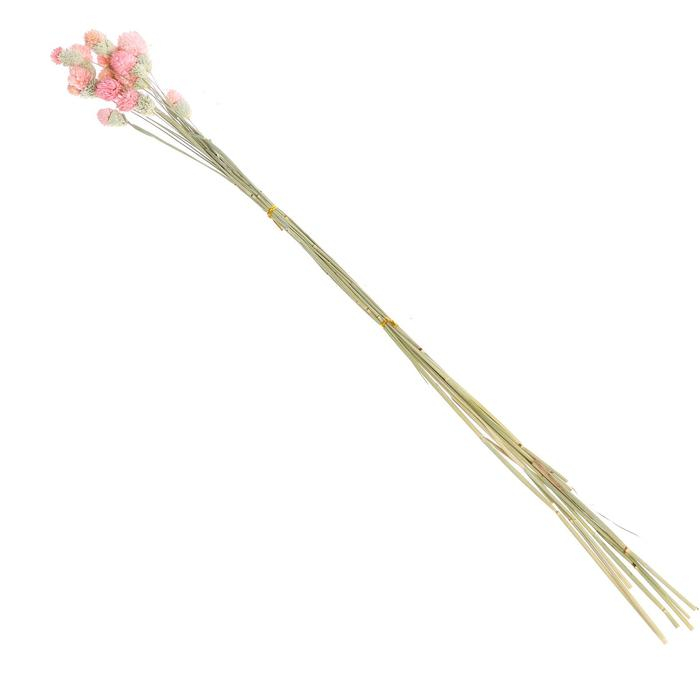 Сухоцвет &laquo;Гомфрена шаровидная&raquo; набор &mdash; от 17 до 20 шт., цвет розовый