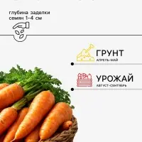 Семена Морковь &laquo;Московская зимняя А515&raquo;, 2 г, &laquo;Агросс&raquo;