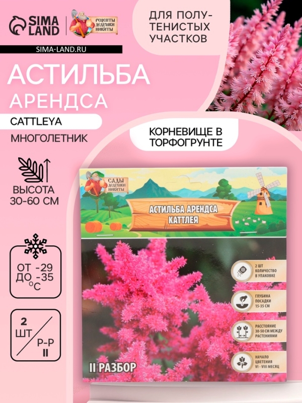 Астильба Арендса Cattleya многолетник, корневище в торфогрунте, р-р II, 2 шт.